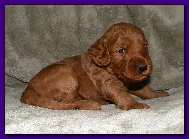 Bries puppies 3 weeks old 019