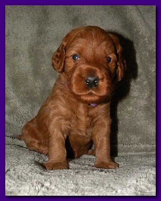 Bries puppies 3 weeks old 021