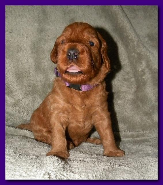 Bries puppies 3 weeks old 022