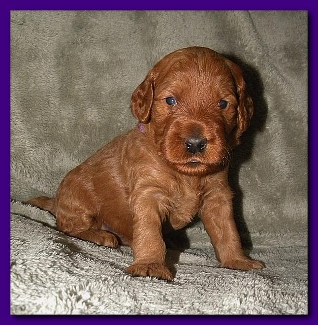 Bries puppies 3 weeks old 023
