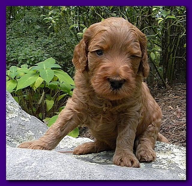 Bries puppies 4 weeks old outside rocks 039