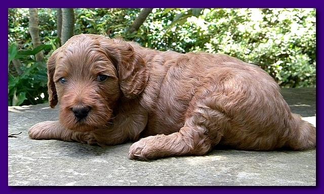 Bries puppies 4 weeks old outside rocks 043
