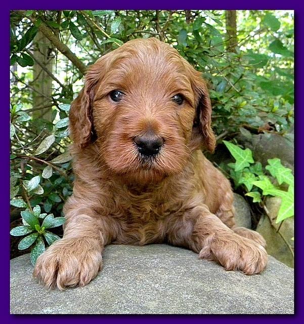 Bries puppies 4 weeks old outside rocks 045