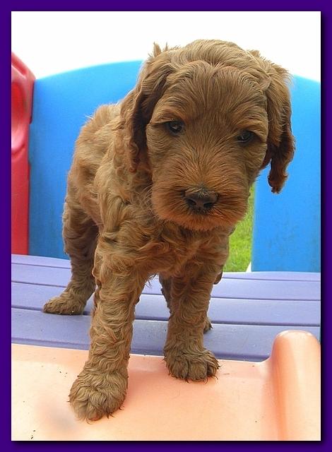 Bries puppies 5 weeks outside playground 001