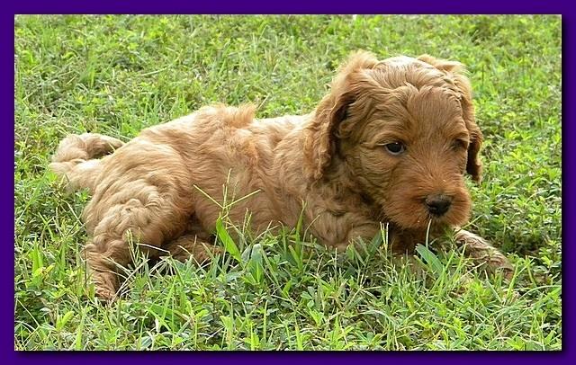 Bries puppies 5 weeks outside playground 033