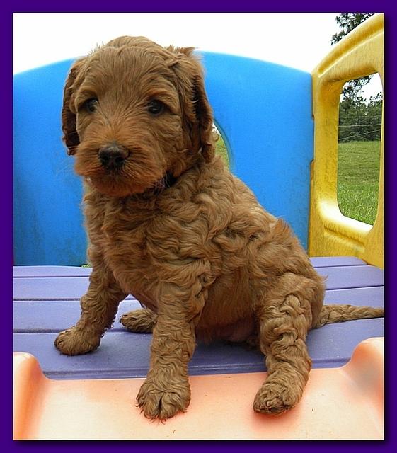 Bries puppies 5 weeks outside playground 052