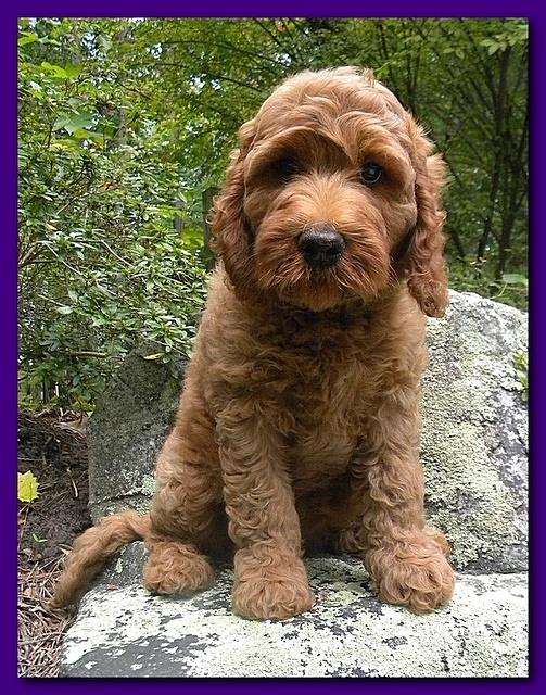 Bries puppies 9 weeks old going home Purple girl Crimson 002