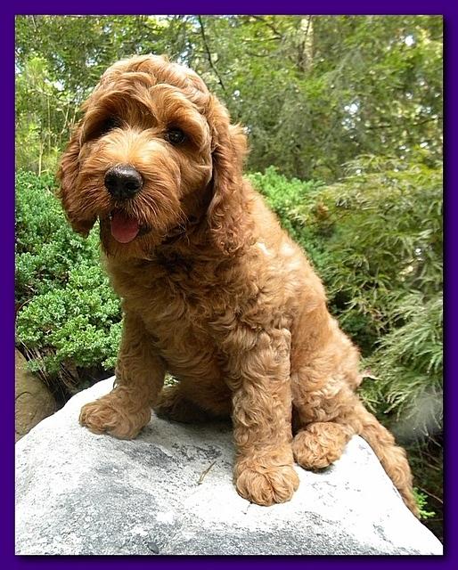 Bries puppies 9 weeks old going home Purple girl Crimson 005