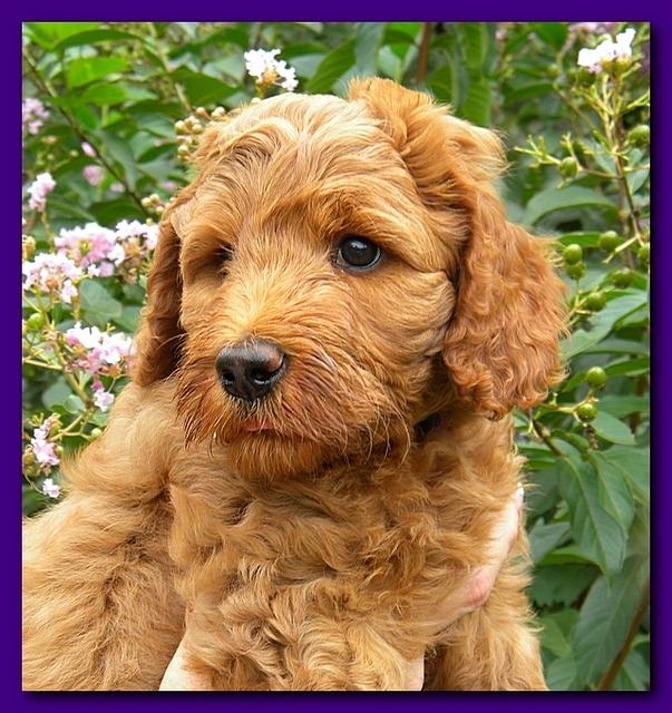 Bries puppy faces 7 weeks 029