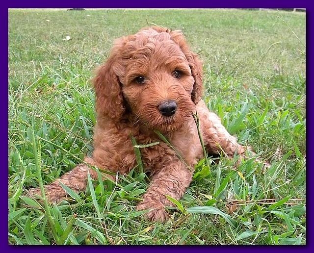 Bries puppy faces 7 weeks and play 013