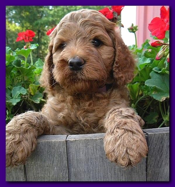 Bries pups outside early morning playing 6 weeks old 057