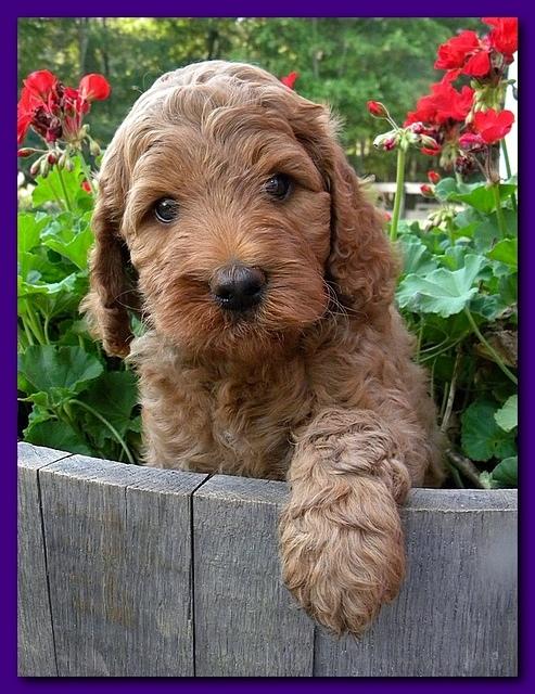 Bries pups outside early morning playing 6 weeks old 066