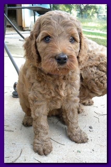 Bries pups outside early morning playing 6 weeks old 068