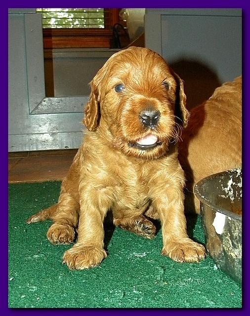 Gizzie Roux puppies 4 weeks old eating and playtime 024