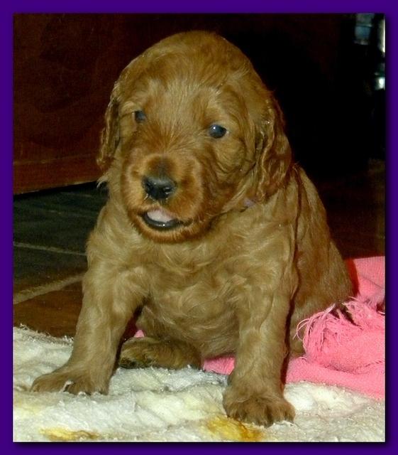 Gizzie Roux puppies 4 weeks old eating and playtime 033