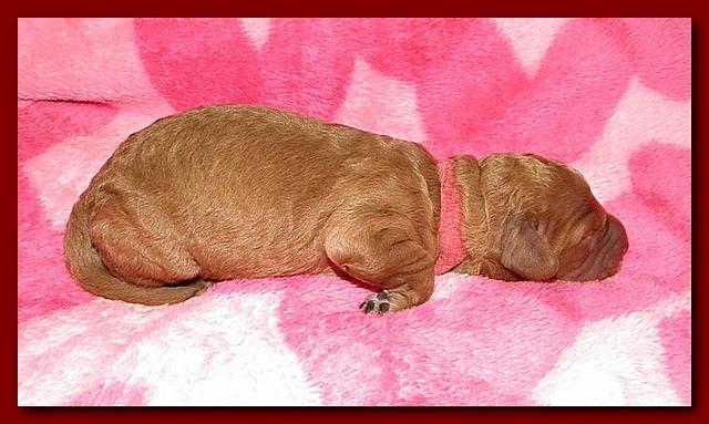Bries puppies 1 day old pink hearts 010