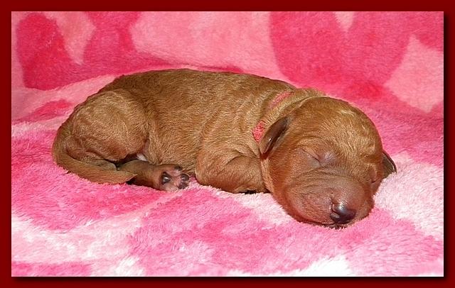 Bries puppies 1 day old pink hearts 013