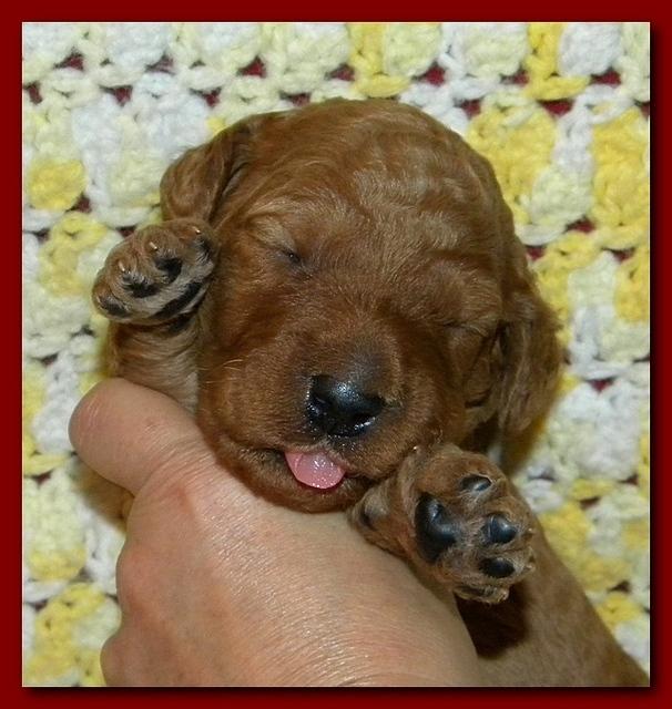 Bries puppies 2 weeks old yellow blanket 002