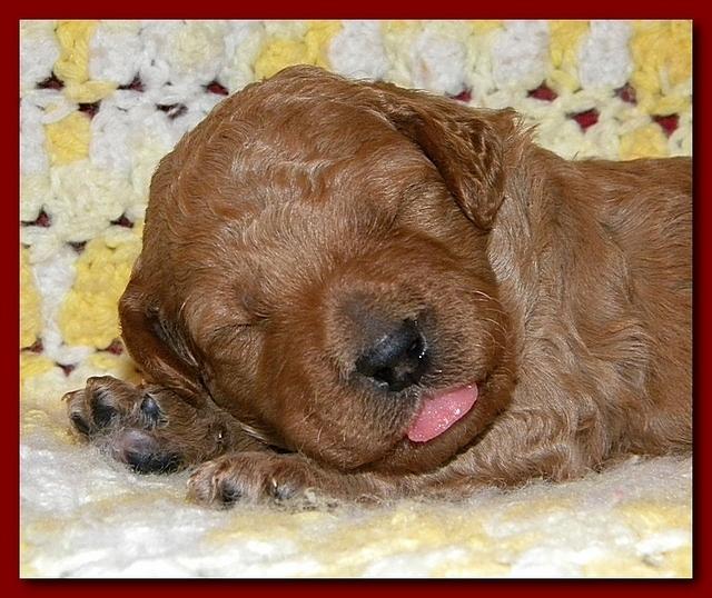 Bries puppies 2 weeks old yellow blanket 066