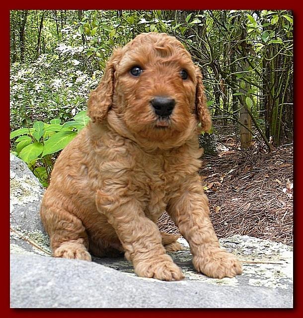 Bries puppies 4 weeks old outside rocks 022