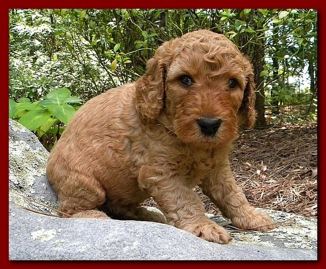 Bries puppies 4 weeks old outside rocks 023