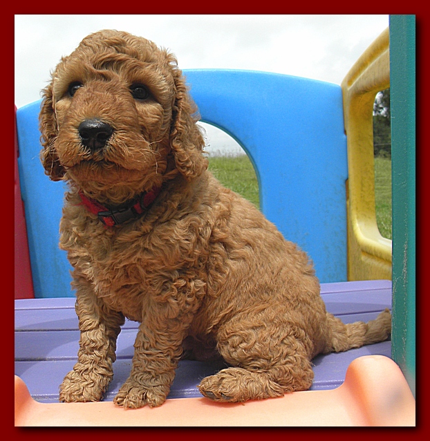Bries puppies 5 weeks outside playground 048