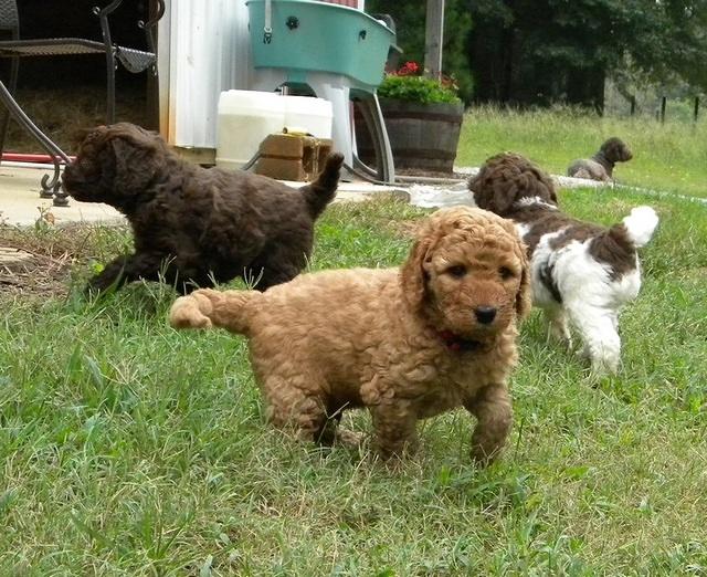 Bries puppies 5 weeks outside playground 2 002