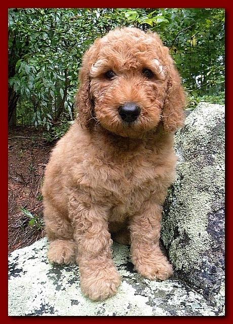 Bries puppies 8 weeks old going home red boy Jazz 002