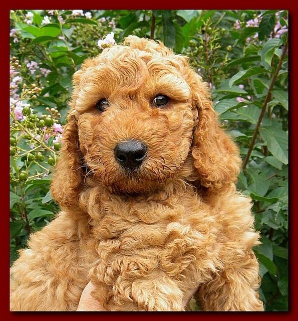 Bries puppy faces 7 weeks 021