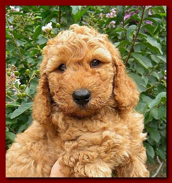 Bries puppy faces 7 weeks 022