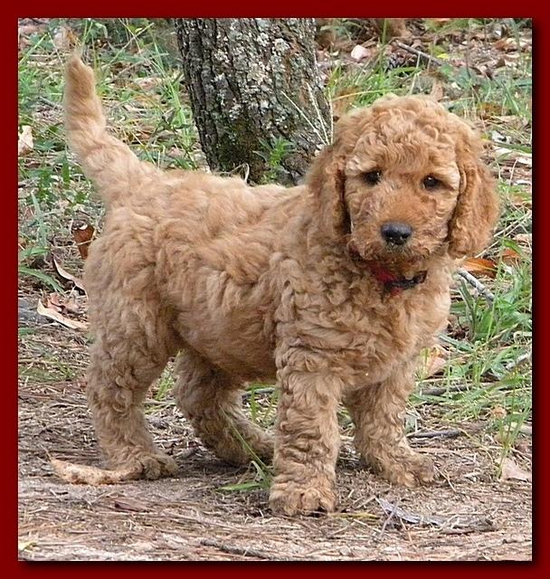 Bries puppy faces 7 weeks and play 023