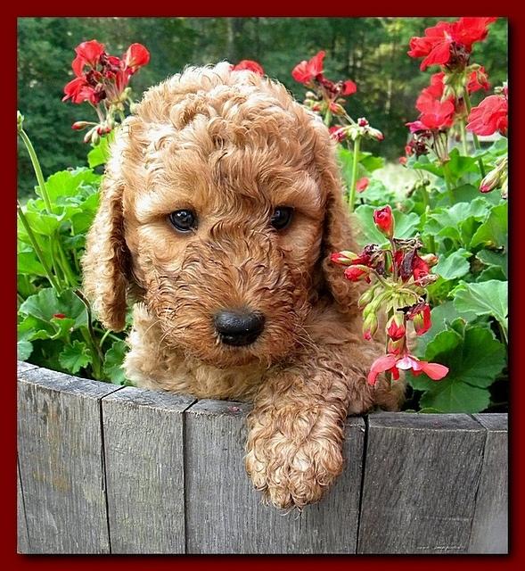 Bries pups outside early morning playing 6 weeks old 017