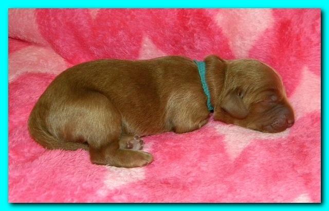 Bries puppies 1 day old pink hearts 030