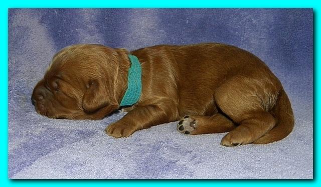 Bries puppies 1 week old lavendar blkt 005