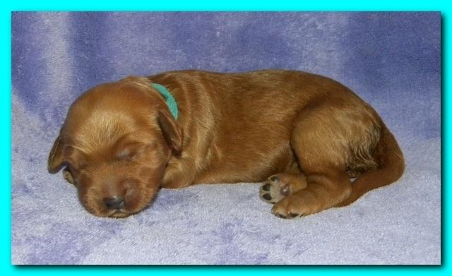 Bries puppies 1 week old lavendar blkt 006