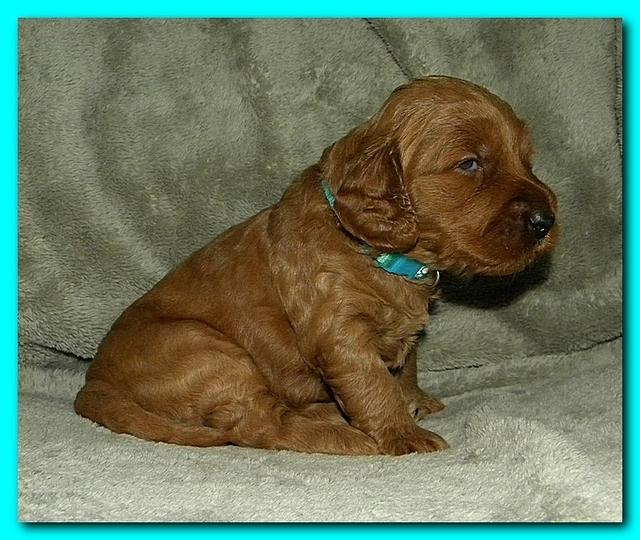 Bries puppies 3 weeks old 033