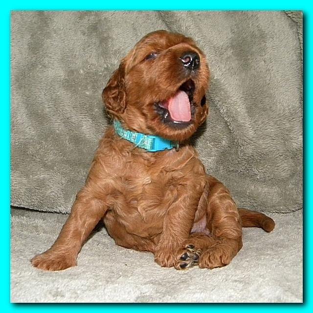 Bries puppies 3 weeks old T 002