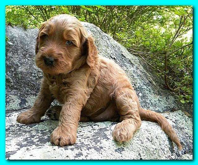 Bries puppies 4 weeks old outside rocks 014