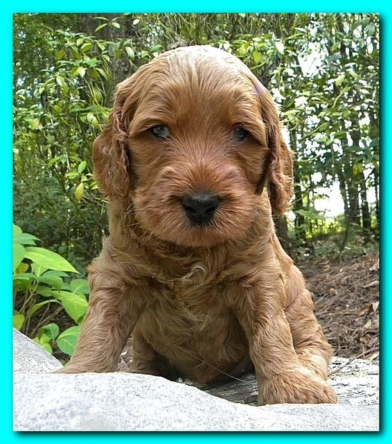 Bries puppies 4 weeks old outside rocks 049