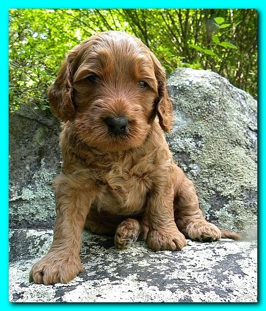 Bries puppies 4 weeks old outside rocks 054