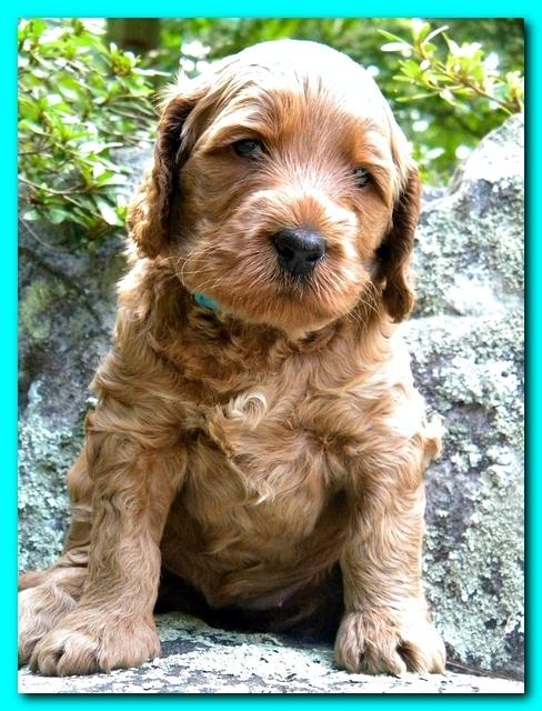 Bries puppies 4 weeks old outside rocks 057