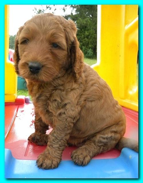 Bries puppies 5 weeks outside playground 021