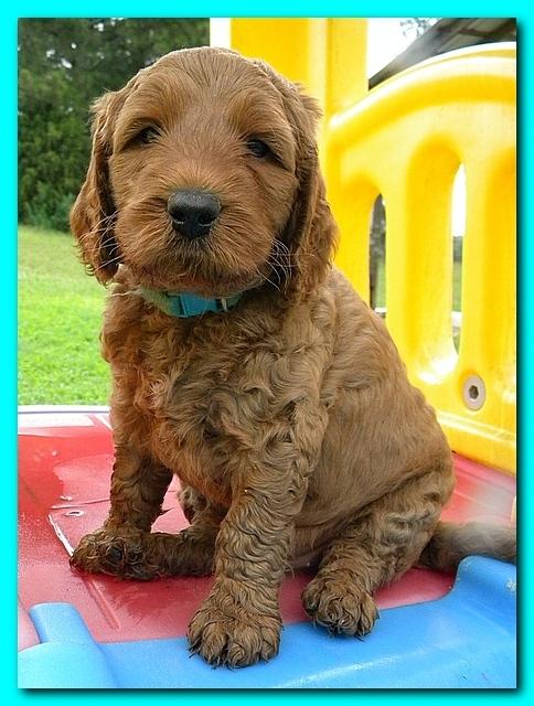 Bries puppies 5 weeks outside playground 022