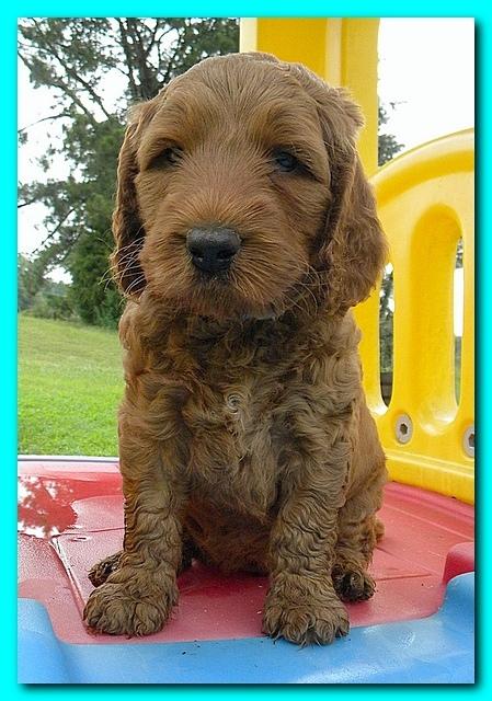 Bries puppies 5 weeks outside playground 023