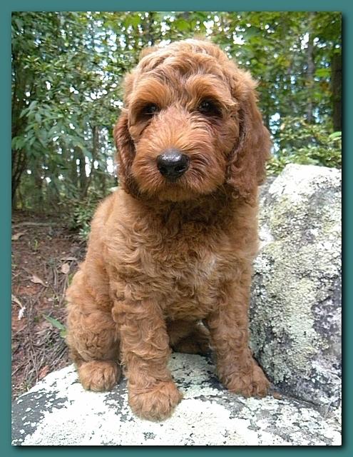 Bries puppies 8 weeks old going home Teal girl 001