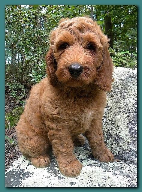 Bries puppies 8 weeks old going home Teal girl 002