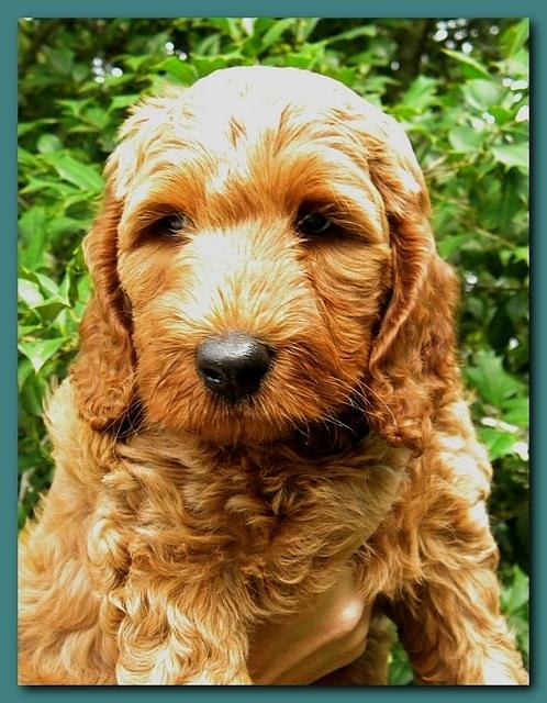 Bries puppy faces 7 weeks 014