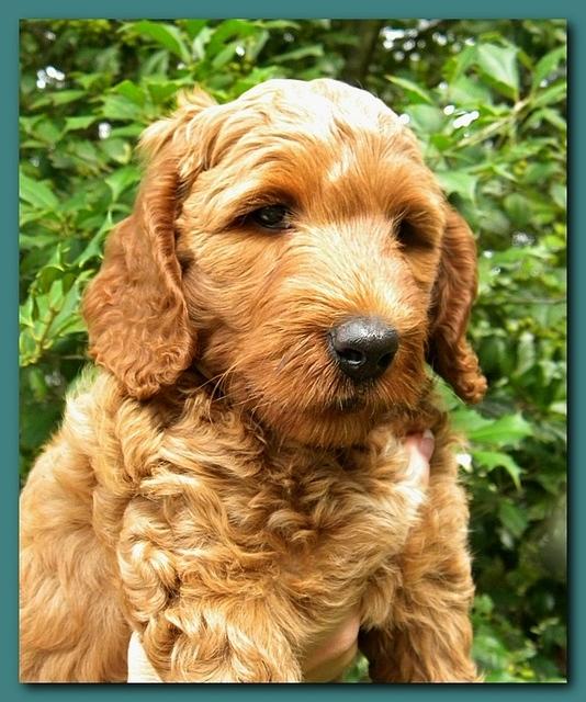 Bries puppy faces 7 weeks 016