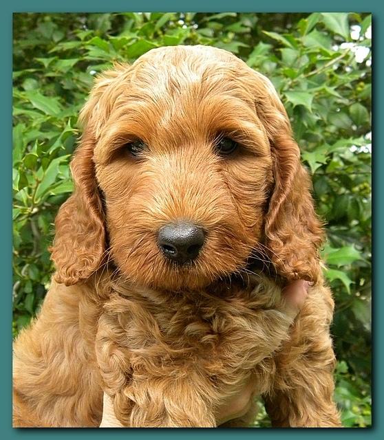 Bries puppy faces 7 weeks 017