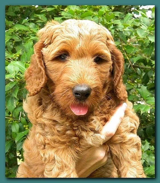 Bries puppy faces 7 weeks 018